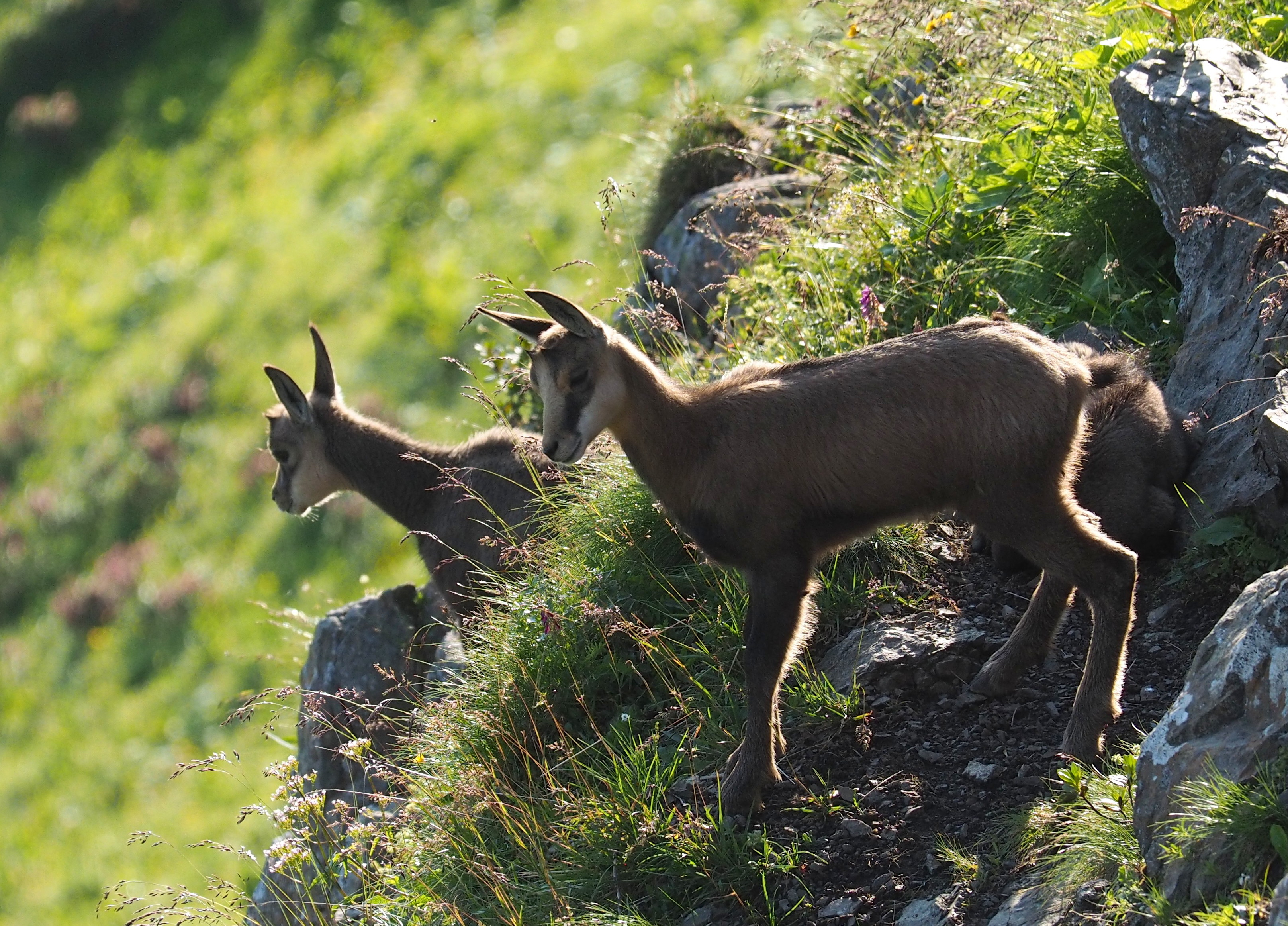 Wildlife spotting: mountain goats (chamois)